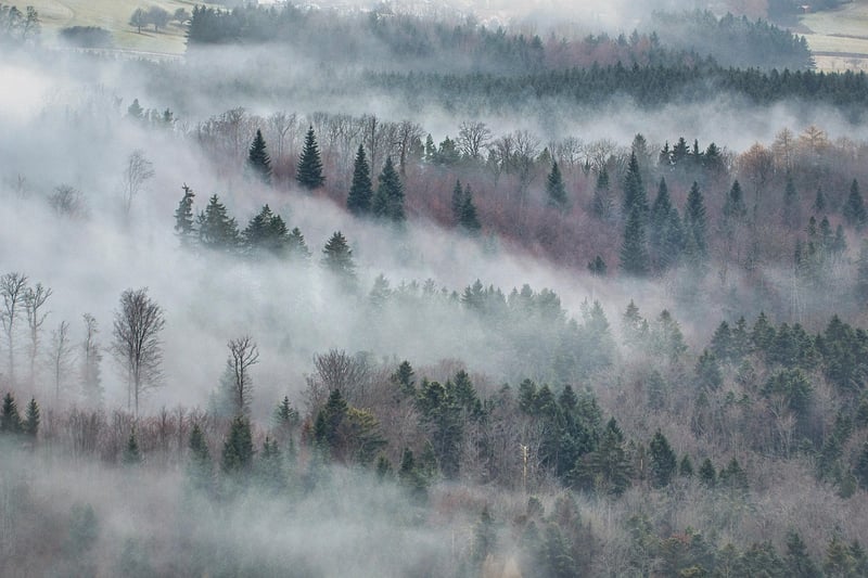 Whispers in the Forest